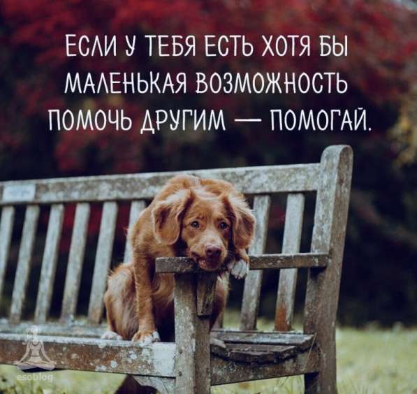 Собака, щенок в дар, в добрые руки в фото 8