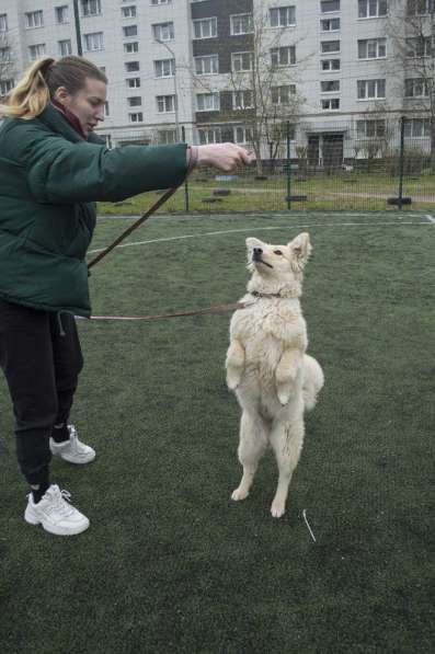 Небольшой как игрушечка пёсик в Санкт-Петербурге фото 21