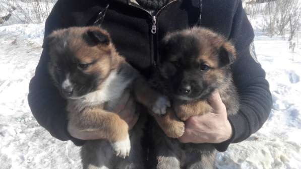 Собаки щенки (1,5 месяца) даром в добрые руки в Хабаровске