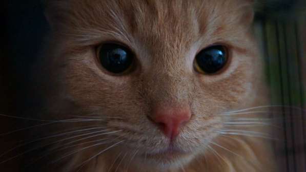 Котик в поиске дома в Москве фото 8