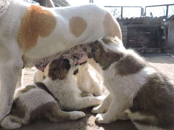 Азиаты-алабаи в Орле фото 8