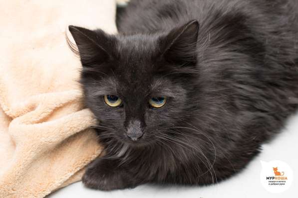 Жозефина - кошка, которая никогда не сдается в Москве фото 3