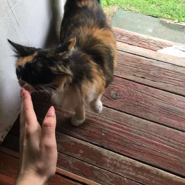 ОСТАЛАСЬ ОДНА, СРОЧНО НУЖЕН ДОМ в Твери фото 5