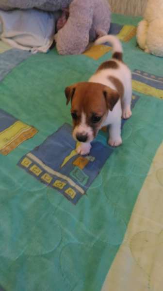 Щенки Джек Рассел терьер в Санкт-Петербурге фото 6