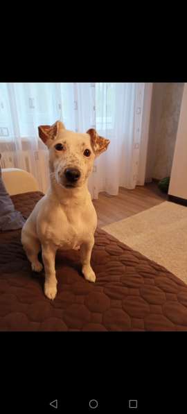 Щенки Джекк Рассел терьер в Волгограде фото 5