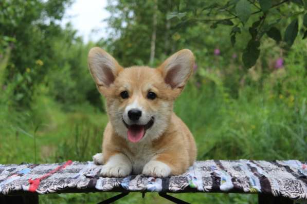 Щеночки Вельш корги пемброк в Москве фото 8