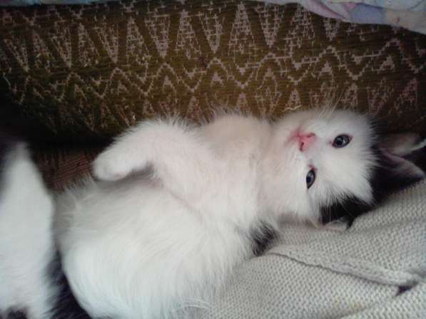 2 Котёнка - от Весёлой Кошечки ! в Качканаре фото 7