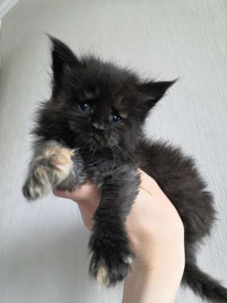 Девочка мейн кун в Москве фото 5