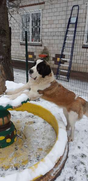 Щенки сенбернара в фото 15