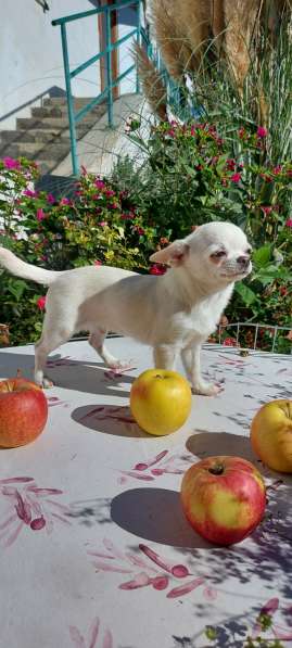 Kleiner Chihuahua в фото 10