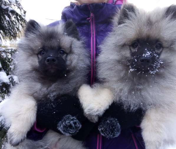 Кеесхонд /вольфшпиц. Щенки в Ростове-на-Дону фото 15