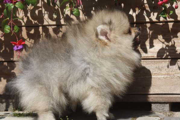 Шпиц в Санкт-Петербурге фото 13