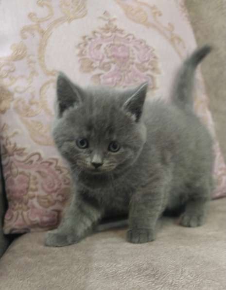 Сладкие пушистики в Белгороде фото 7