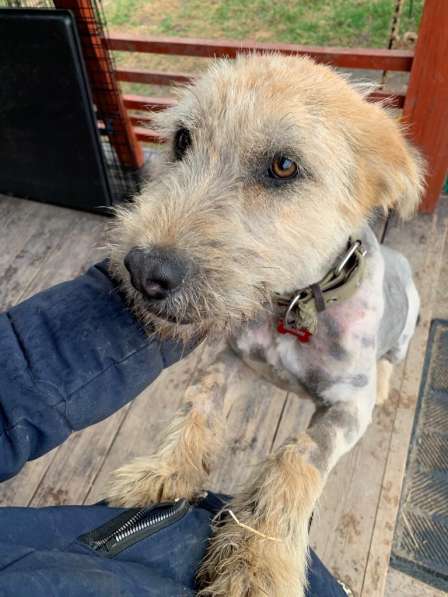 Хитроумный терьер и просто большой пушистый друг в Санкт-Петербурге фото 11