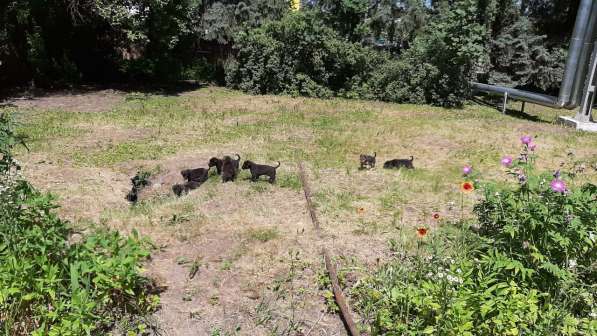 Щенки ищут друзей в Курске фото 11