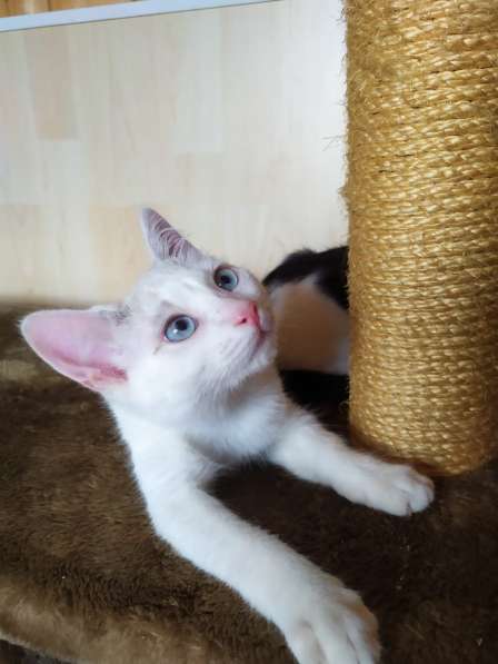 Лира - котенок метис тайской породы ищет дом в Москве фото 7