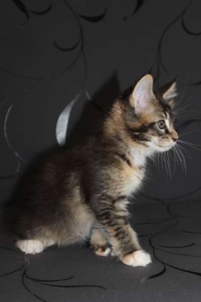 Тикированные котята Мейн Кун в Калининграде фото 9