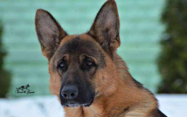 Немецкая овчарка в фото 14