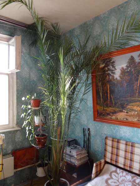 Финиковая пальма 3,5 м в Москве фото 4
