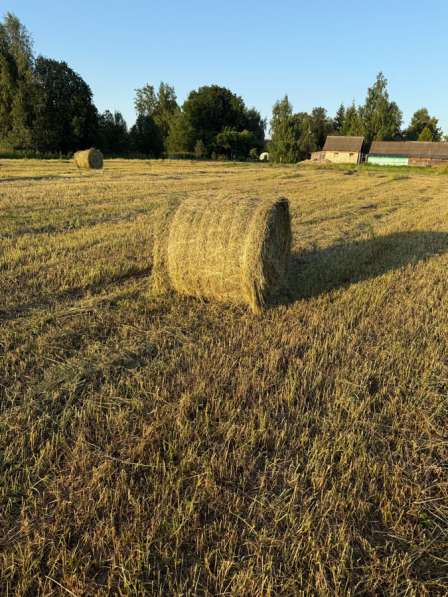 Сено в Вязьме фото 3