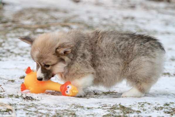 Щенки вельш корги пемброк в Москве фото 5