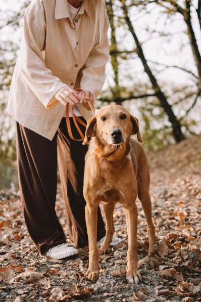 Рыжулик- метис русской гончей в добрые руки! в Москве