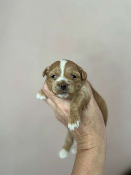 Мальтипу f1 девочки в Москве