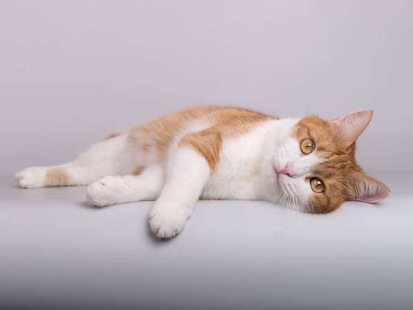 Кошечка Манюня ищет доброе сердце в Москве фото 5