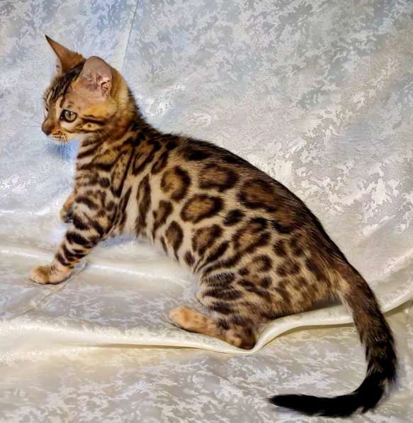 Бенгальские котята в фото 5