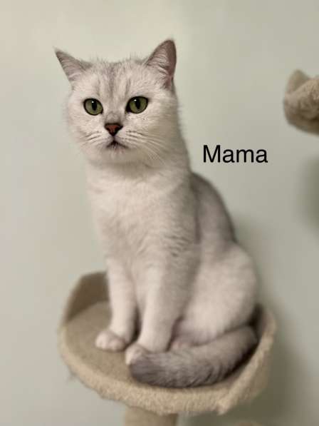 Reinrassige BKH Kitten mit blauen Augen в фото 16