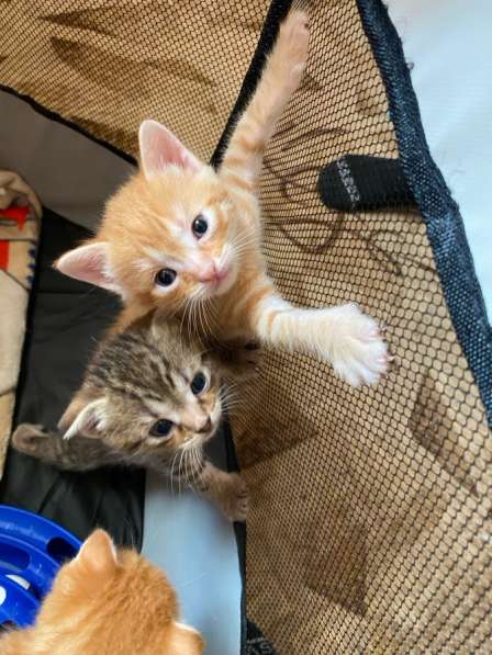 Шотландские котята в Батайске фото 3