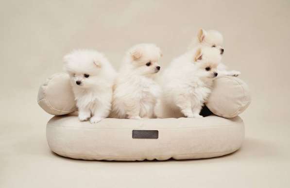 Щенки померанского шпица в Москве фото 6