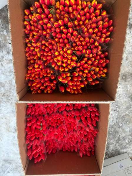 Тюльпаны оптом в Краснодаре