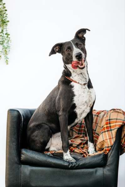 Цирковой пёс Барни в добрые руки в Москве фото 8