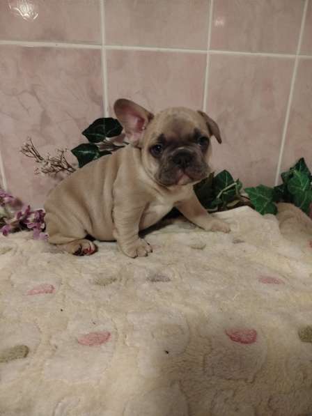 Милые щенки французский бульдог в Москве фото 6