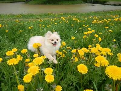 Щенок немецкого шпица в Санкт-Петербурге фото 3