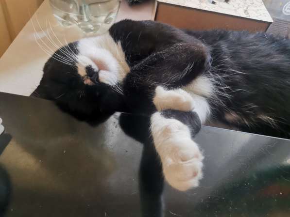 Кошечка в Дар в фото 3