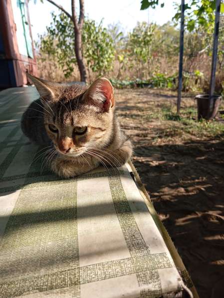Котенок в дар в фото 9