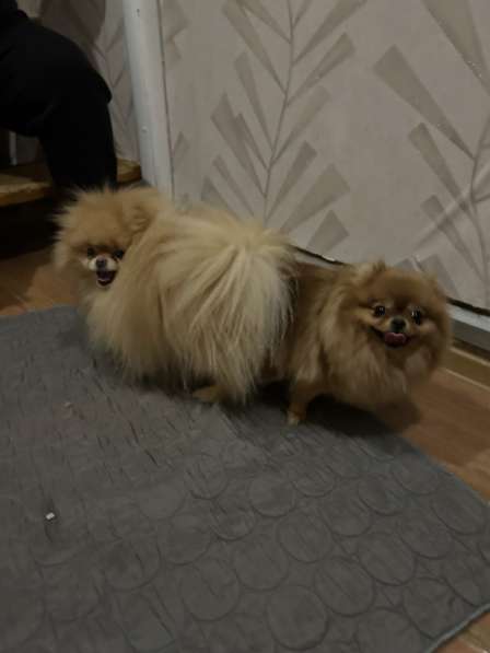 Померанский шпиц в Березниках фото 5