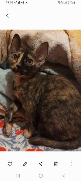 Котята ищут маму-папу в фото 3