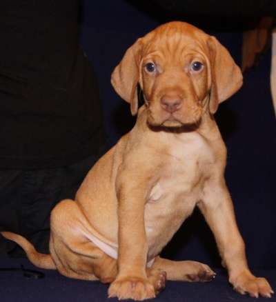 Замечательные щенки венгерской выжлы в Санкт-Петербурге фото 3