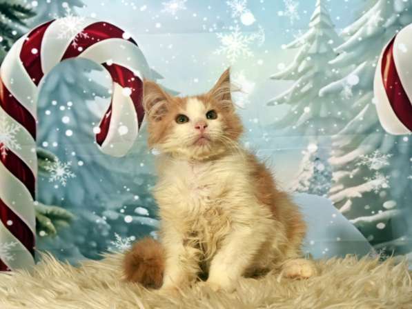 Котята в фото 5