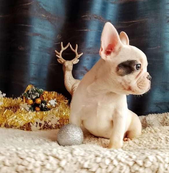 Французский бульдог в Уссурийске фото 6