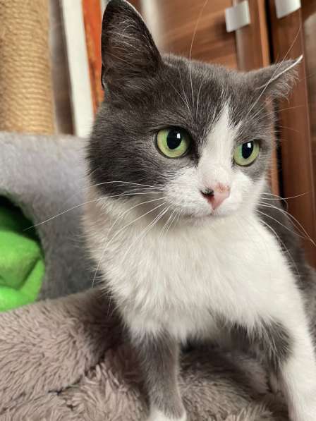 Котята в Кемерове фото 3