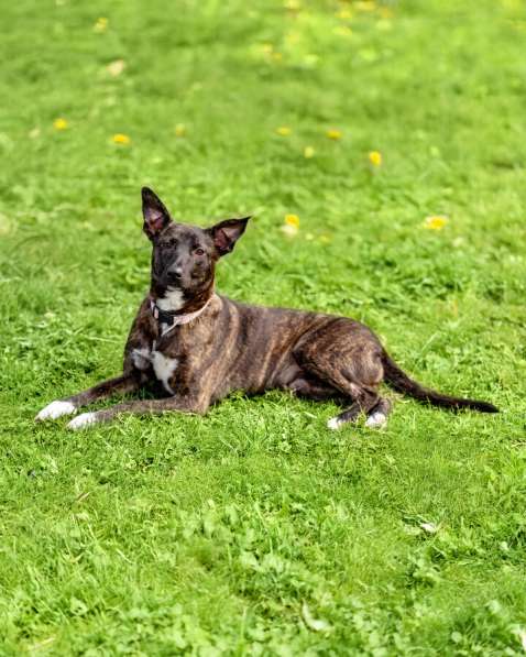 Дора, девочка, 7 мес. ищет дом в Москве фото 3