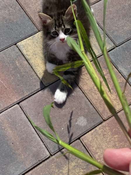 Котенок в добрые руки