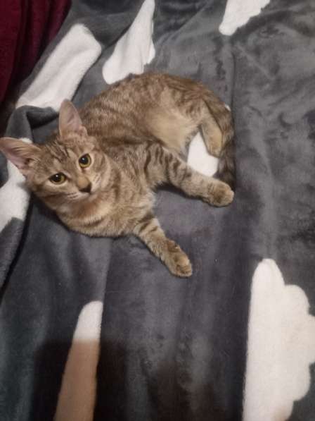 Котята в Уфе