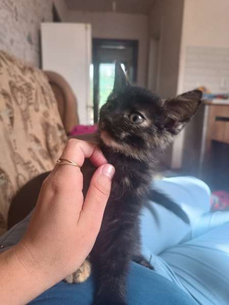 Котята даром в Керчи фото 3