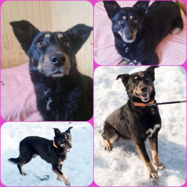 Собака даром АЯ