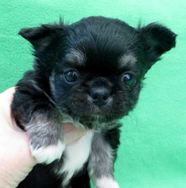 Чихуахуа мини мальчик ДШ в Санкт-Петербурге фото 5